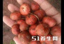 這種野果每年只能吃一個(gè)月，能祛風(fēng)除濕