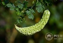 枸杞和它一起吃,不僅營(yíng)養(yǎng)全無(wú),還會(huì)損傷內(nèi)臟!