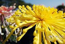 日常的7種黃色食物，幫你告別黃臉婆