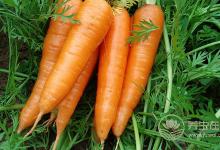 常玩手機和電腦很傷眼！醫生推薦7種最護眼的果蔬