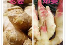 炒菜時用老姜還是嫩姜好?