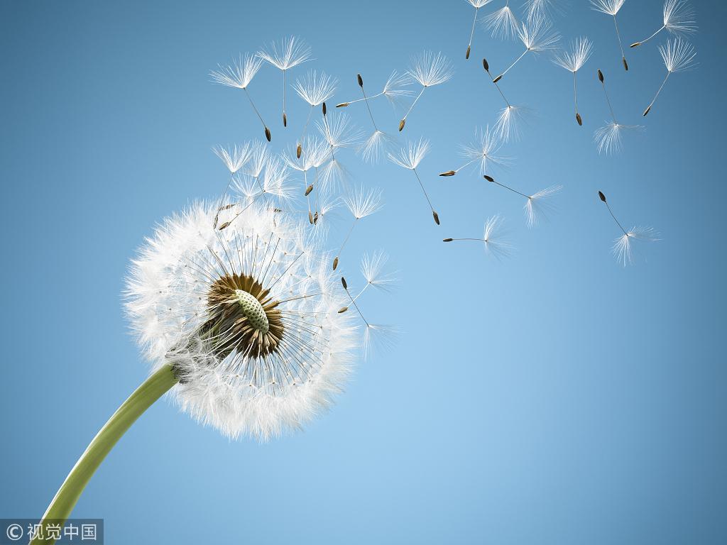 “藥草皇后”泡水喝護(hù)肝腎強(qiáng)免疫，春天吃最好