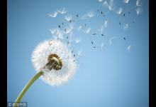 “藥草皇后”泡水喝護肝腎強免疫,春天吃最好