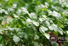 80%的人都不喜歡的蔬菜,卻含這么多營養價值