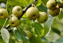 飯后吃這一種水果,將體內垃圾都排出去