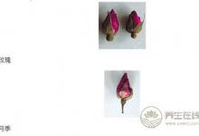 你的玫瑰花茶買對了嗎?別買到月季了