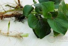 最討人嫌的5種蔬菜,營養反而最高