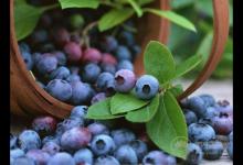 抗氧化效果最好的不是護膚品,而是這些水果,你知道嗎?