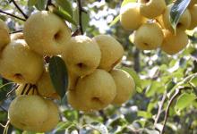 梨的5大好處,除了潤肺清燥,還有這些功效