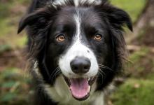 瑞典研究：養狗或降低心臟病死亡風險