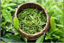 常喝綠茶好處多多 還能減少脫發！