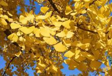 銀杏是治病養生寶貝?千萬小心三點