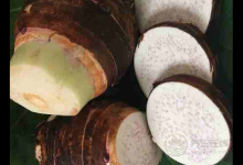 芋頭好吃又營養,養生的人可不能錯過它