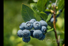 4種水果，過了25歲堅持吃，比護膚品更保養(yǎng)