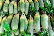 蘿卜和它們一起煮，每餐多吃點，對身體的好處可不少！