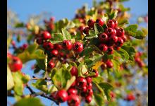 腸胃消化不好的癥狀