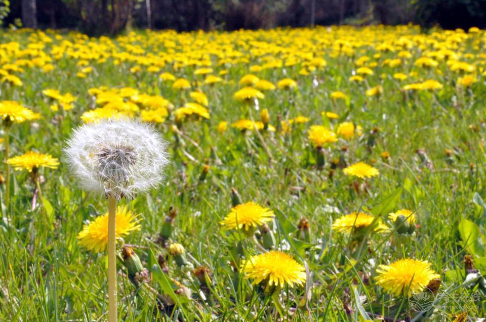 苦啊!可是它們超養生啊! 苦啊!可是它們超養生啊!