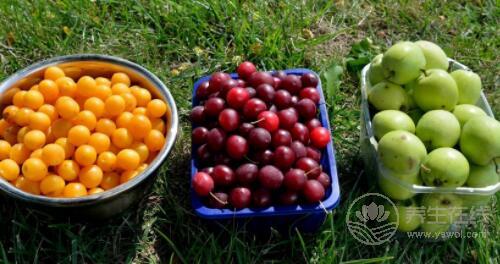 用水果當晚餐不能減肥,別再信了 用水果當晚餐不能減肥,別再信了