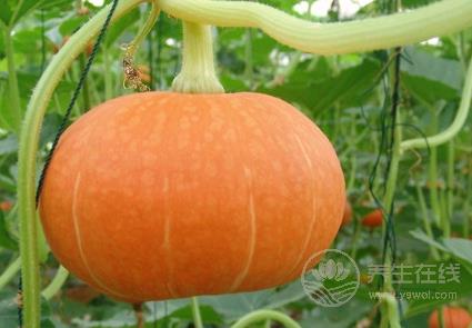 當(dāng)心!!南瓜不能和這10種食物搭配著吃! 當(dāng)心!!南瓜不能和這10種食物搭配著吃!