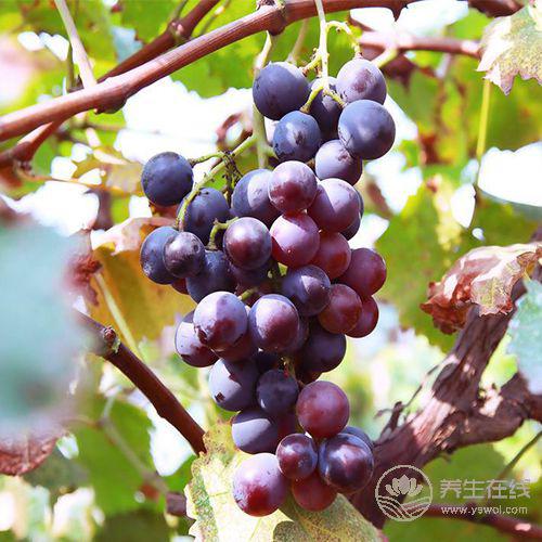 睡眠不好?別常吃安眠藥!這5種食物能讓你安然入眠 睡眠不好?別常吃安眠藥!這5種食物能讓你安然入眠