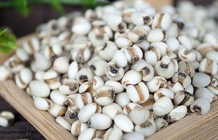 吃什么養生 薏米與這物搭配食用養生效果更佳 吃什么養生 薏米與這物搭配食用養生效果更佳