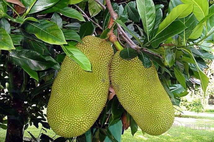 菠蘿蜜可以空腹吃嗎?空腹吃菠蘿蜜好嗎 菠蘿蜜可以空腹吃嗎?空腹吃菠蘿蜜好嗎