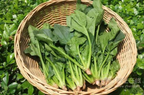 不是所有的蔬菜都對每個人有好處,這4種蔬菜吃的時候要慎 不是所有的蔬菜都對每個人有好處,這4種蔬菜吃的時候要慎