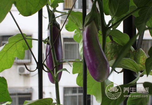 茄子顏值高還好吃，它的這些吃法和作用，你得知道