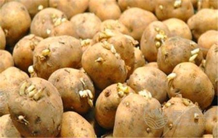 吃發芽的土豆會中毒 這10種食物含有毒素 吃發芽的土豆會中毒 這10種食物含有毒素