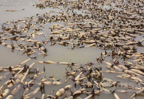 蓮藕的功效和作用是什么?怎么吃才對 蓮藕的功效和作用是什么?怎么吃才對