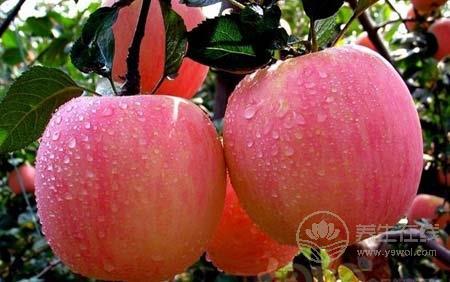 全世界人都愛它 一天吃幾個蘋果最好 全世界人都愛它 一天吃幾個蘋果最好