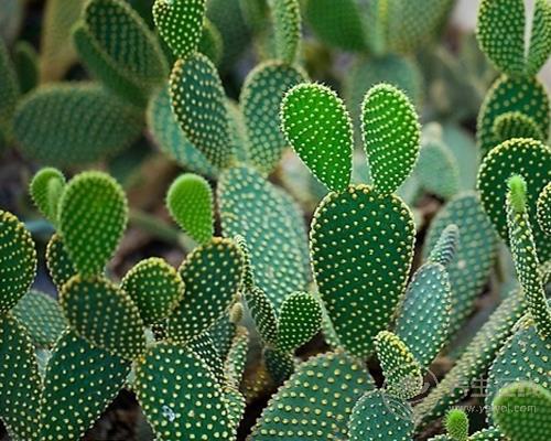 夏季快速減肥四方法 仙人掌減肥法瘦身又降壓 夏季快速減肥四方法 仙人掌減肥法瘦身又降壓