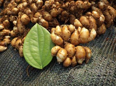 生姜品種介紹,姜的種類及圖片大全