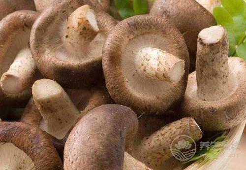 香菇好吃營養,這些吃法不能錯過 香菇好吃營養,這些吃法不能錯過