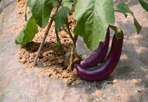 茄子顏值高還好吃，它的這些吃法和作用，你得知道
