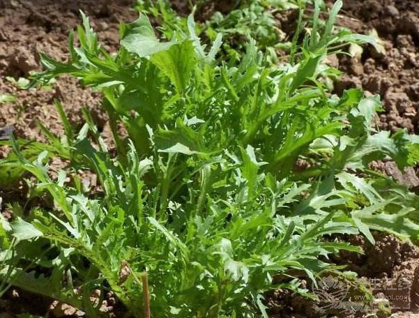 6月必吃的蔬菜是它,養(yǎng)生功效極好,您吃了嗎 6月必吃的蔬菜是它,養(yǎng)生功效極好,您吃了嗎