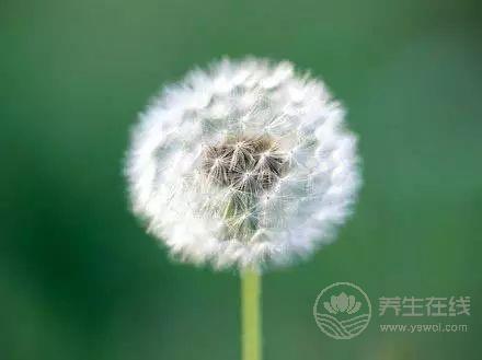 枸杞養生搭配這兩樣東西，養肝護肝有奇效