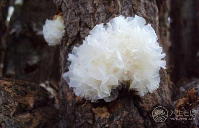 黑木耳搭配這個吃效果太好了 趕緊收藏