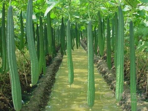 小小絲瓜,竟然有這么多作用 小小絲瓜,竟然有這么多作用