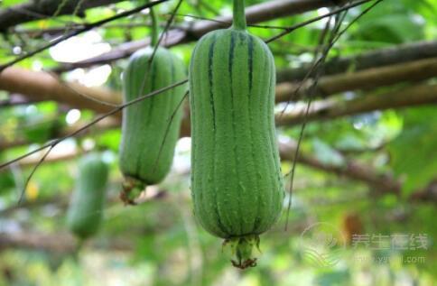 小小絲瓜,竟然有這么多作用 小小絲瓜,竟然有這么多作用