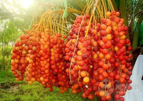 震驚!這物居然抗癌又治性功能低下 椰棗這樣吃更健康 震驚!這物居然抗癌又治性功能低下 椰棗這樣吃更健康