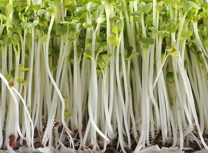 “大餅臉”瘦臉的食物 知道瘦臉的食物怎么做嗎? “大餅臉”瘦臉的食物 知道瘦臉的食物怎么做嗎?