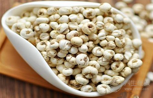 自制川貝雪梨治咳嗽  川貝并非人人適合吃！