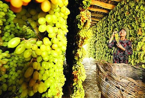 醋泡葡萄干的8大功效作用 要想延年益壽就吃它 醋泡葡萄干的8大功效作用 要想延年益壽就吃它