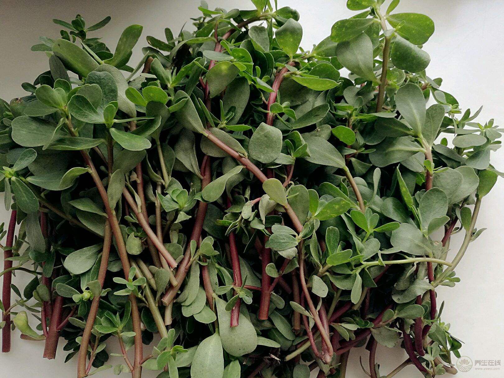 它們竟是“天然青霉素”,經常吃,對身體好 它們竟是“天然青霉素”,經常吃,對身體好