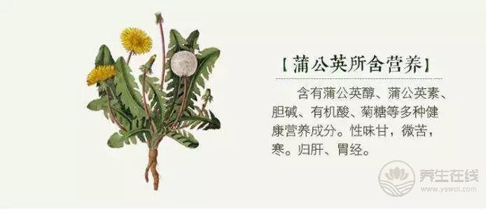 枸杞養生搭配這兩樣東西，養肝護肝有奇效