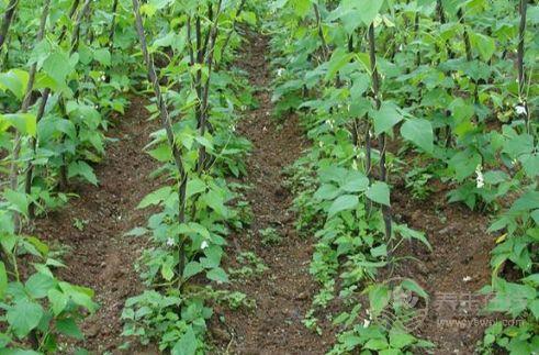 老了的蕓豆能吃嗎?蕓豆怎么保存 老了的蕓豆能吃嗎?蕓豆怎么保存