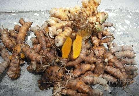 生姜品種介紹,姜的種類及圖片大全