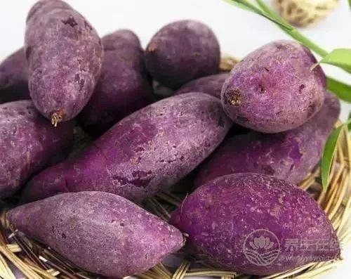 到底吃紅薯紫薯白薯哪種更營(yíng)養(yǎng)?常吃它降壓不發(fā)胖! 到底吃紅薯紫薯白薯哪種更營(yíng)養(yǎng)?常吃它降壓不發(fā)胖!