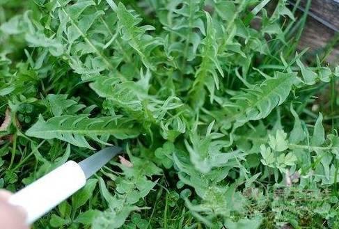 農村這三種野菜,高血壓、酒精肝、動脈硬化的人要多吃! 農村這三種野菜,高血壓、酒精肝、動脈硬化的人要多吃!